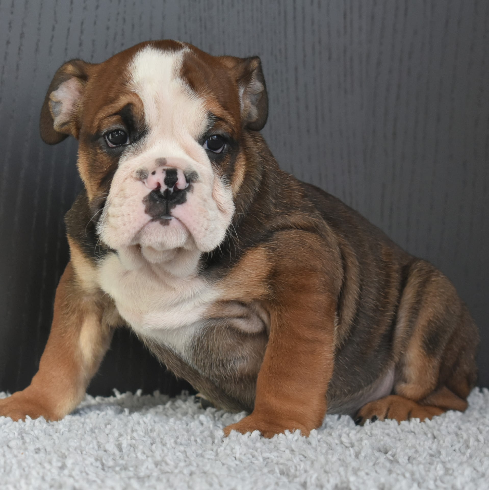 DSC_6555 – WB English Bulldogs